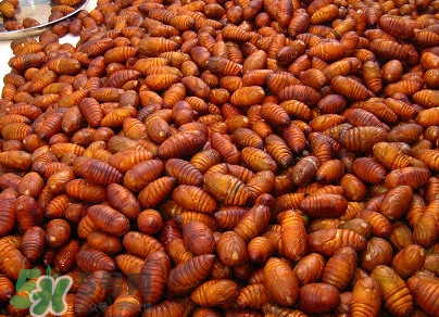 蟬蛹有寄生蟲嗎？蟬蛹有毒嗎