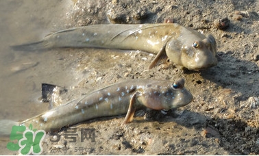 彈涂魚是兩棲動物嗎？彈涂魚營養(yǎng)價值有哪些