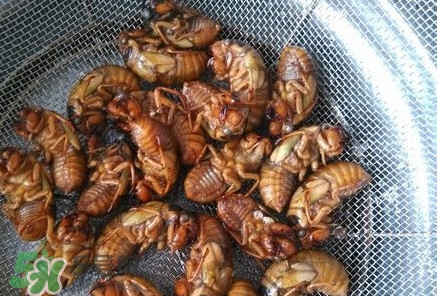 蟬蛹怎么處理？蟬蛹怎么保存