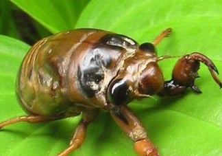 幼蟬猴多少錢一斤？幼蟬猴幾月份有