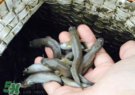 跳跳魚刺多嗎？跳跳魚小孩可以吃嗎