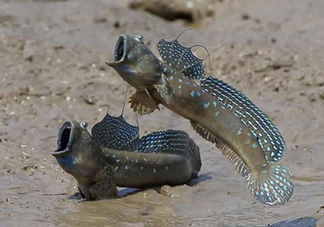 跳跳魚(yú)是什么魚(yú)？跳跳魚(yú)是不是泥鰍