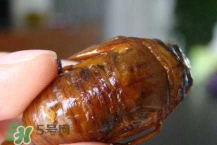 幼蟬猴怎么抓？幼蟬猴什么時候抓最好