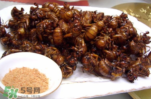 蟬蛹里面黑色的能吃嗎？蟬蛹是怎么形成的