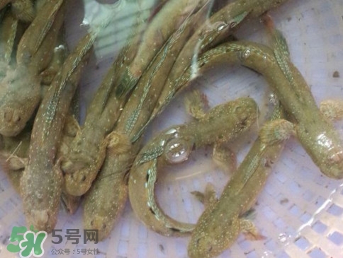 跳跳魚(yú)怎么做好吃？跳跳魚(yú)的最好吃做法
