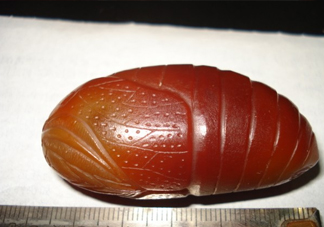 蟬蛹有寄生蟲嗎？蟬蛹有毒嗎