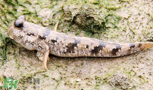 彈涂魚多少錢一斤？彈涂魚有毒嗎