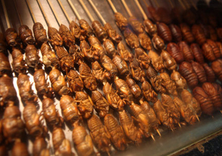 蟬蛹多少錢一斤？野生蟬蛹多少錢一斤