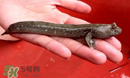 彈涂魚(yú)怎么吃？彈涂魚(yú)怎么燒好吃