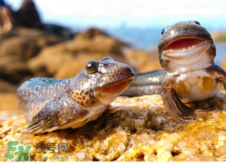 跳跳魚刺多嗎？跳跳魚小孩可以吃嗎