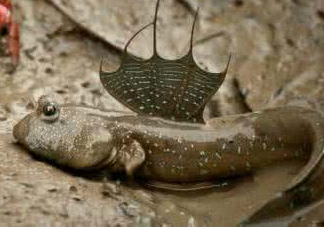 跳跳魚怎么做好吃？跳跳魚的最好吃做法