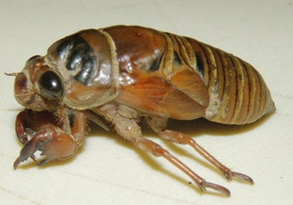 知了猴可以泡酒嗎？金蟬可以泡酒嗎？