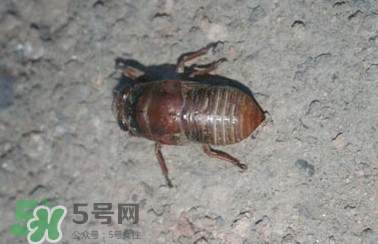 幼蟬猴怎么做好吃？幼蟬猴有什么營養(yǎng)價(jià)值