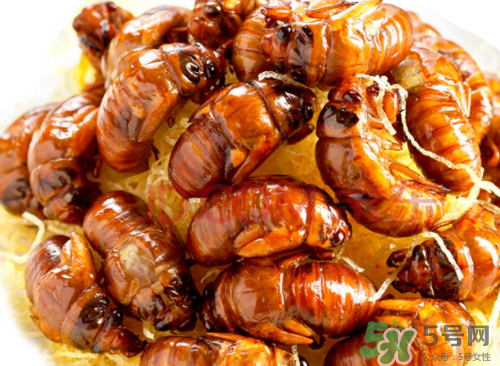 吃知了猴有什么好處？吃知了猴的好處與壞處