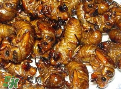 幼蟬猴怎么保存？幼蟬猴怎么清洗