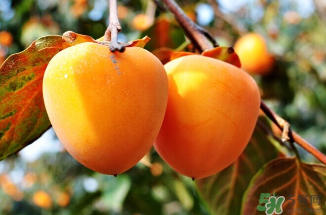 柿餅上的白霜可以吃嗎？怎么辨別柿霜的真假？