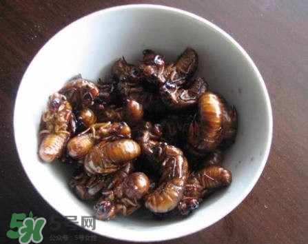 幼蟬猴怎么做好吃？幼蟬猴有什么營養(yǎng)價(jià)值