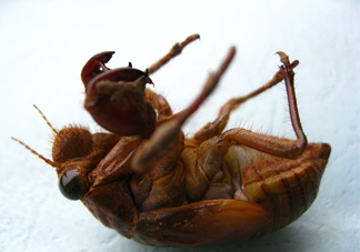 幼蟬猴怎么做好吃？幼蟬猴有什么營養(yǎng)價(jià)值