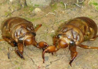 幼蟬猴孕婦可以吃嗎？孕婦吃幼蟬猴有什么好處