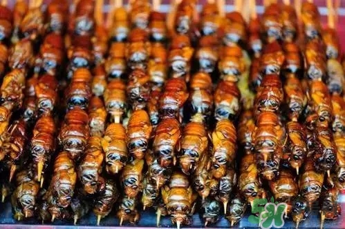 吃知了猴有什么好處？吃知了猴的好處與壞處