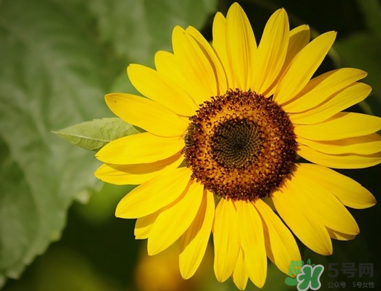 大暑和處暑是什么意思？大暑熱還是處暑熱？