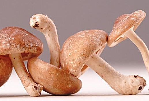 干香菇為什么比鮮香菇味道好？香菇為什么要曬干了再泡來吃