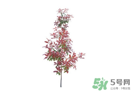 紫葉李什么時(shí)候開花？紫葉李什么時(shí)候成熟