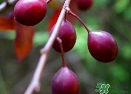 紫葉李果實有毒嗎？紫葉李果實能吃嗎