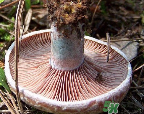 松乳菇多少錢一斤？松乳菇干貨多少錢一斤