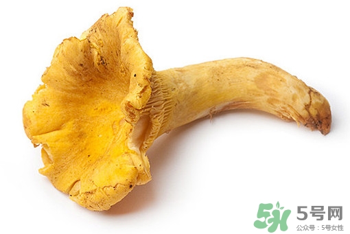 雞油菌多少錢(qián)一斤？雞油菌和雞樅菌有什么區(qū)別