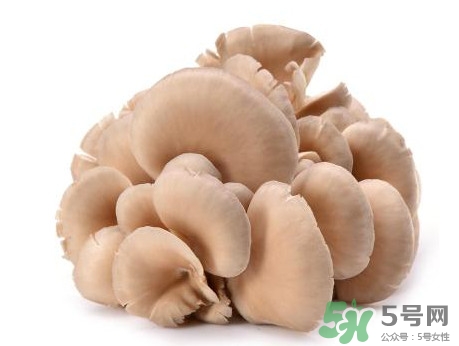 平菇怎么吃最有營養(yǎng)？平菇長白毛還能吃嗎