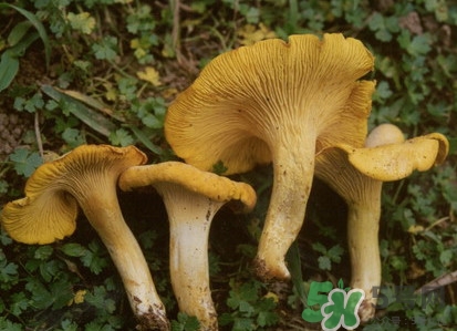 雞油菌多少錢(qián)一斤？雞油菌和雞樅菌有什么區(qū)別