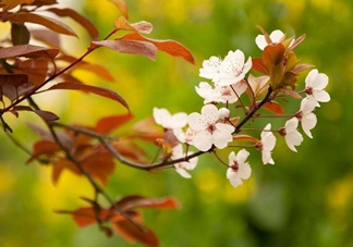 紫葉李什么時候開花？紫葉李什么時候成熟