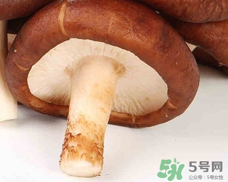 香菇是蘑菇嗎？香菇和蘑菇有什么區(qū)別