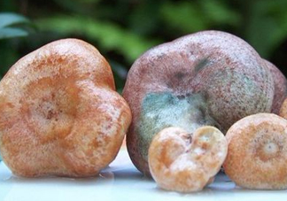 松乳菇多少錢一斤？松乳菇干貨多少錢一斤