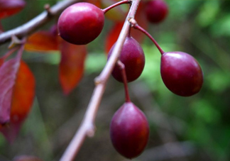 紫葉李果實(shí)有毒嗎？紫葉李果實(shí)能吃嗎