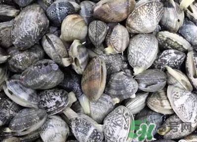 白蛤蜊和花蛤蜊哪個(gè)泥沙多？花蛤蜊怎么清洗干凈