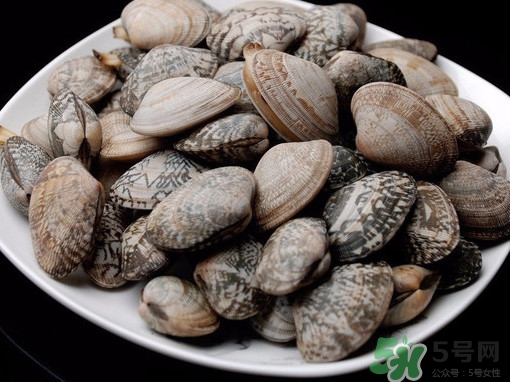 花蛤如何快速吐沙子？花蛤吐沙鹽水比例多少？