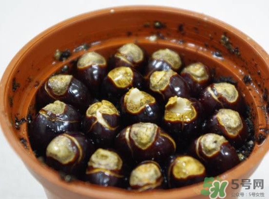 龍眼核能種嗎？龍眼核怎么種盆栽