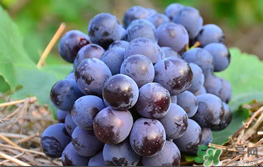夏黑葡萄怎么保存？夏黑葡萄可以放冰箱嗎？