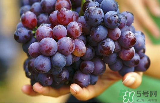 夏黑葡萄可以釀酒嗎？夏黑葡萄怎么自釀酒？