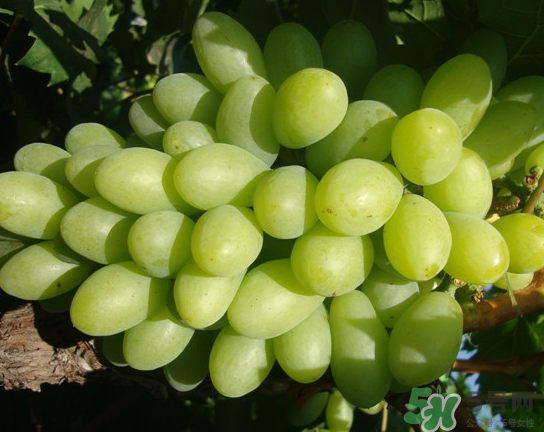 青提可以做葡萄酒嗎？青提子酒的制作方法