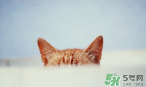 原沢制藥Papinarin耳病藥水怎么樣_使用說(shuō)明_副作用