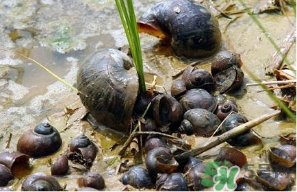 福壽螺吃了會怎樣？福壽螺有什么危害？