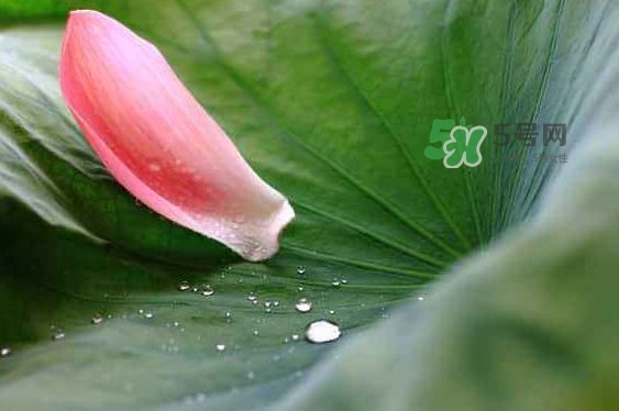 2017中伏最熱嗎？ 2017初伏中伏末伏哪個(gè)最熱？