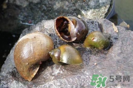 福壽螺到底能不能吃？福壽螺為什么不能吃