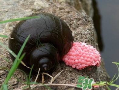 福壽螺吃了會怎樣？福壽螺有什么危害？