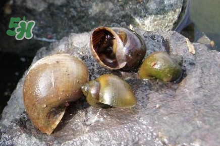 福壽螺是什么樣的？福壽螺和田螺的區(qū)別