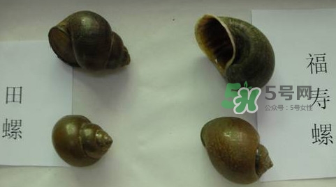 福壽螺是什么樣的？福壽螺和田螺的區(qū)別