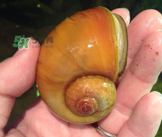 福壽螺是什么樣的？福壽螺和田螺的區(qū)別